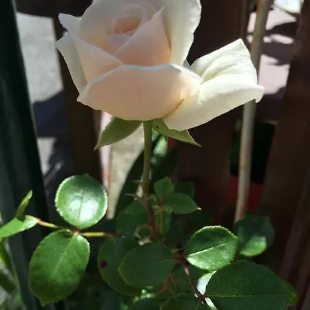 Klammer Frühstückspension 3*